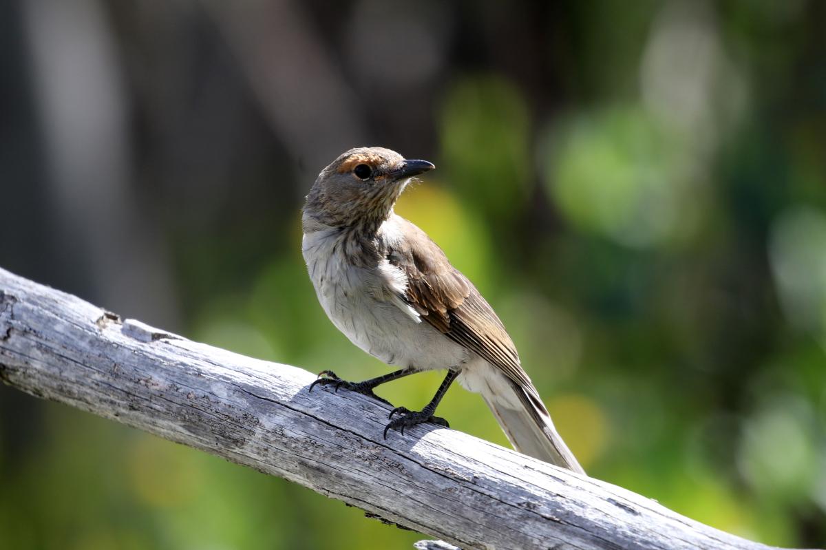 Grey Shrikethrush (Colluricincla harmonica)