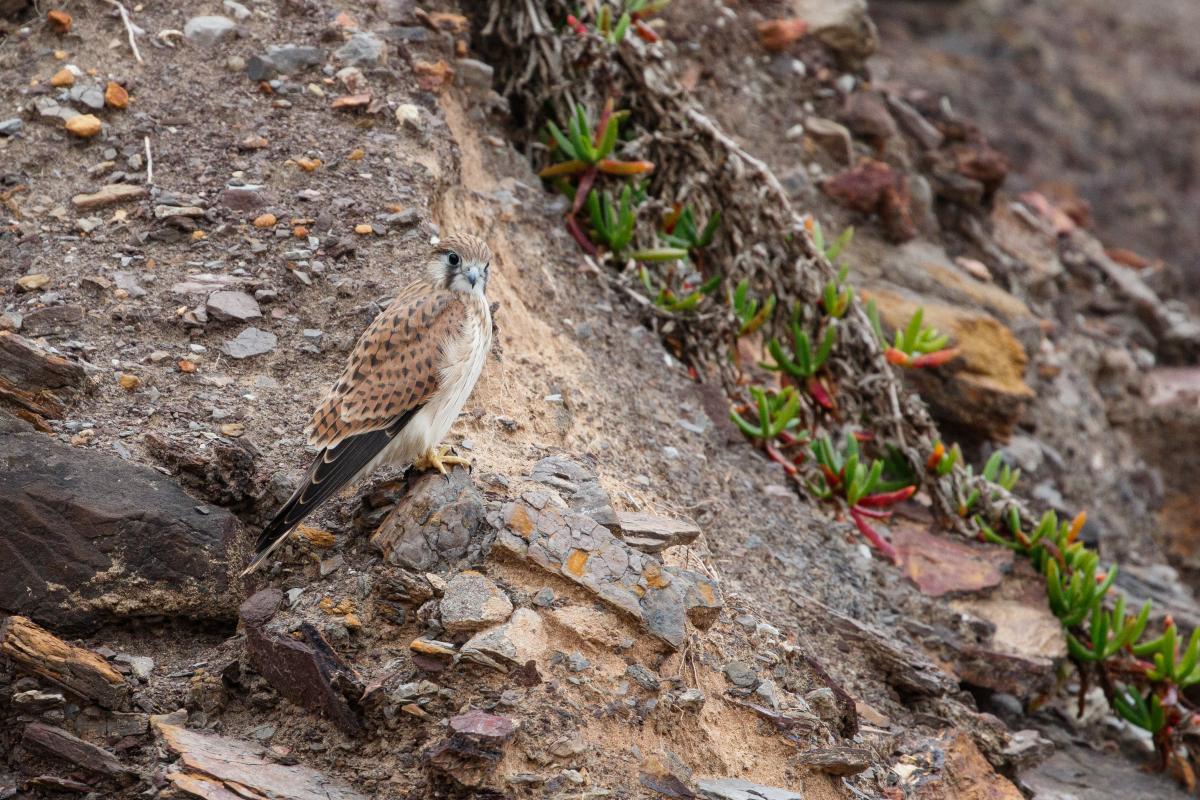 Nankeen Kestrel (Falco cenchroides)