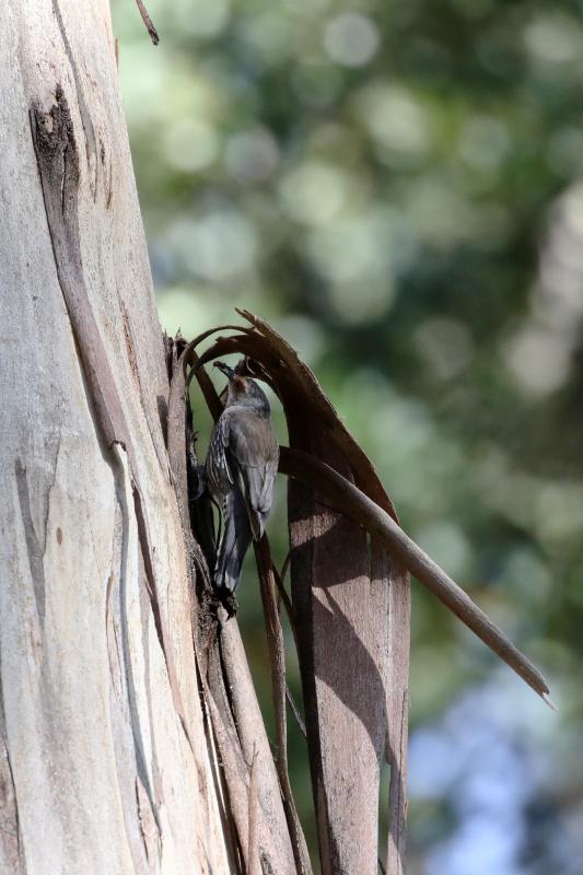 Red-browed treecreeper (Climacteris erythrops), The Garden of St Erth, Blackwood, Victoria, Australia, 2016-01-09 Red-browed treecreeper (Climacteris erythrops)