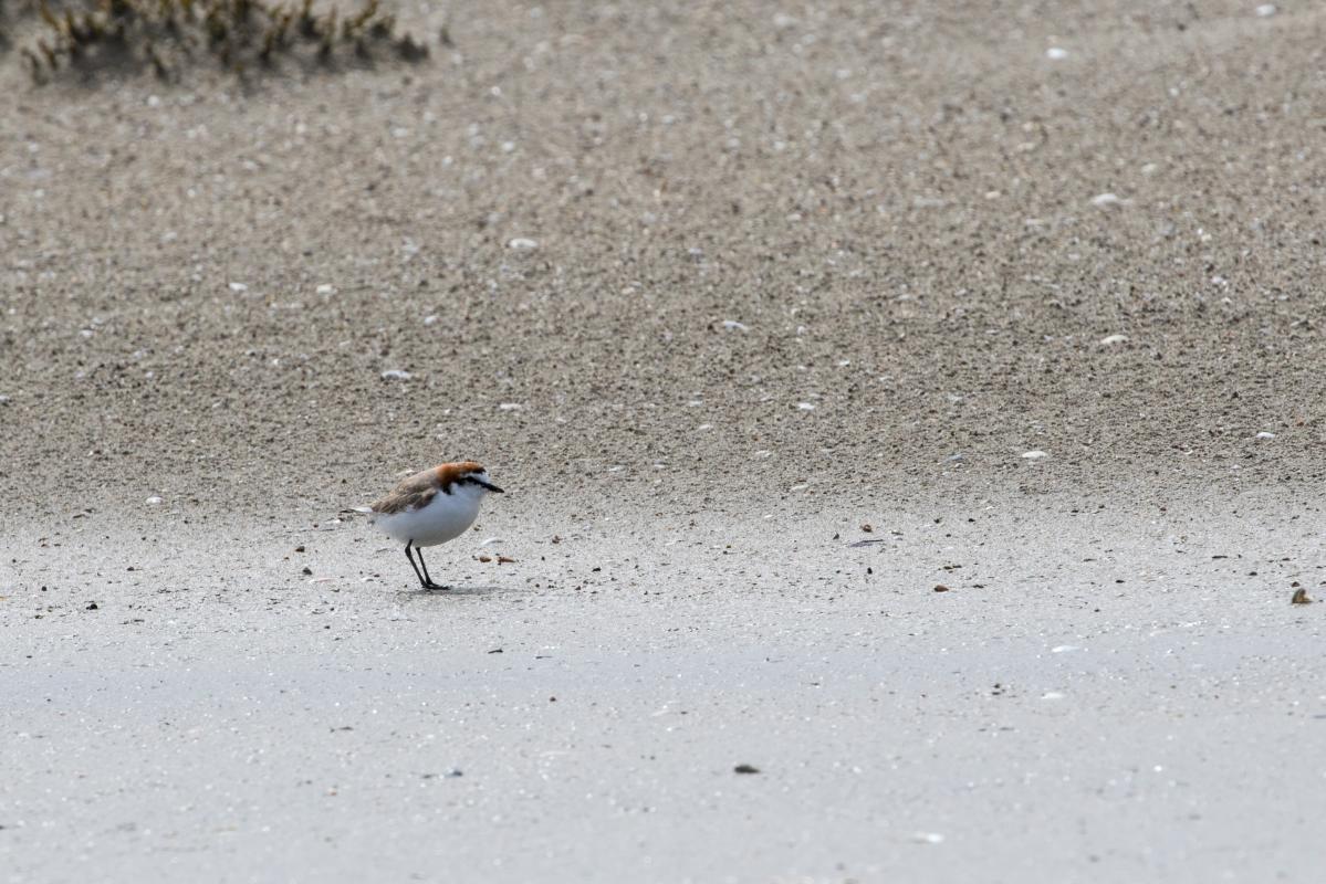 Red-capped Plover (Charadrius ruficapillus)