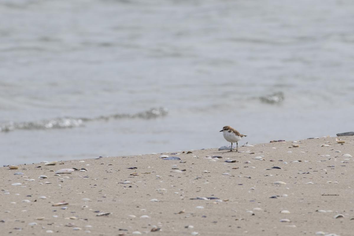 Red-capped Plover (Charadrius ruficapillus)