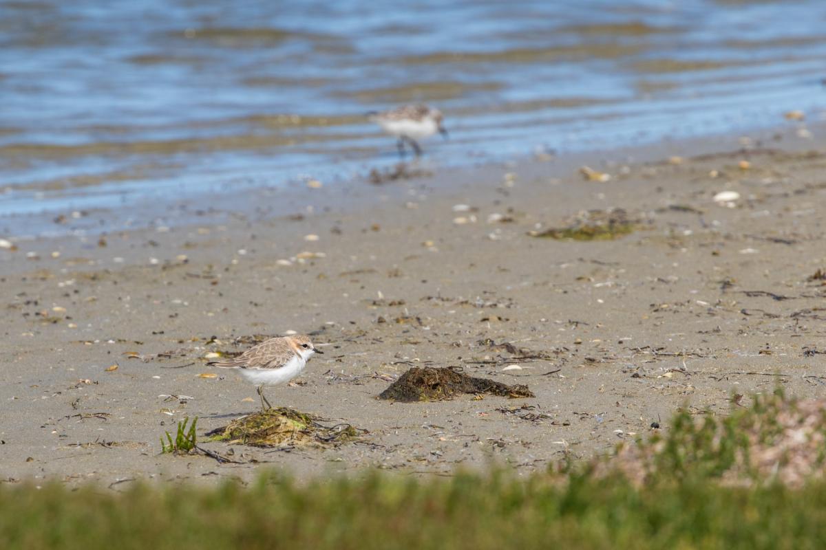 Red-capped Plover (Charadrius ruficapillus)