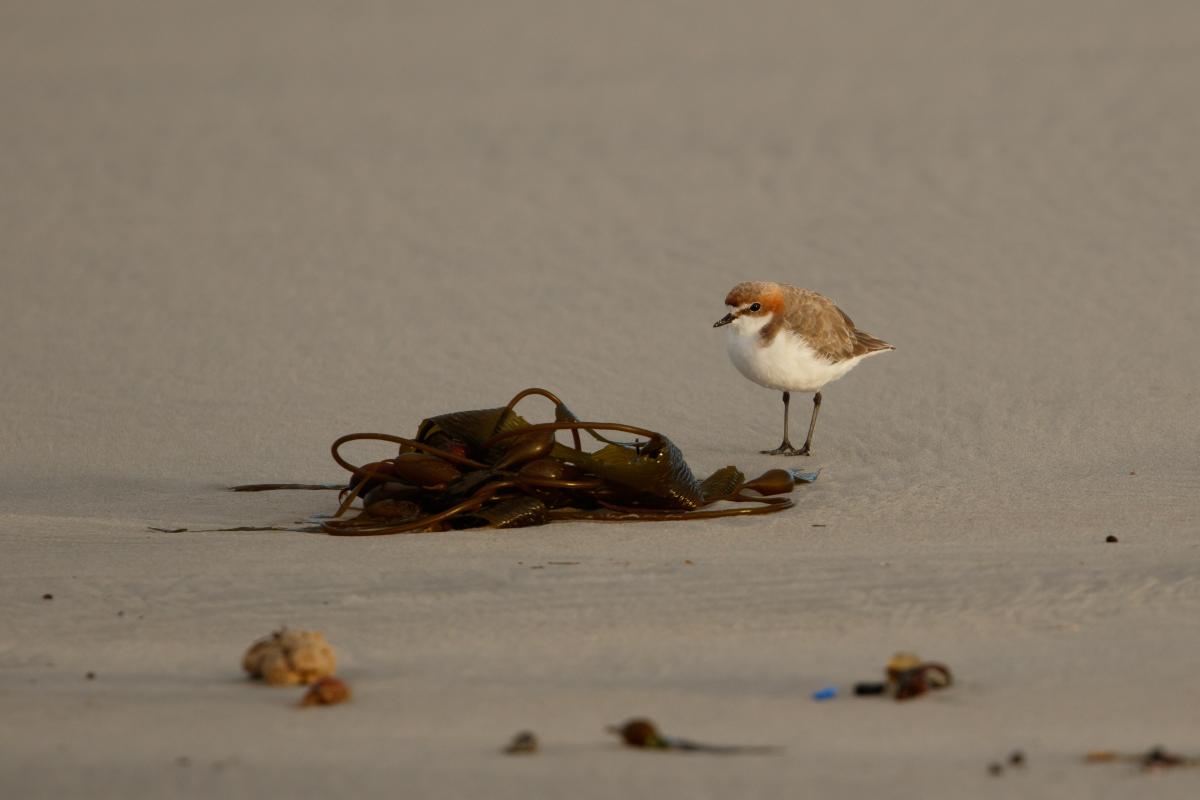 Red-capped Plover (Charadrius ruficapillus)