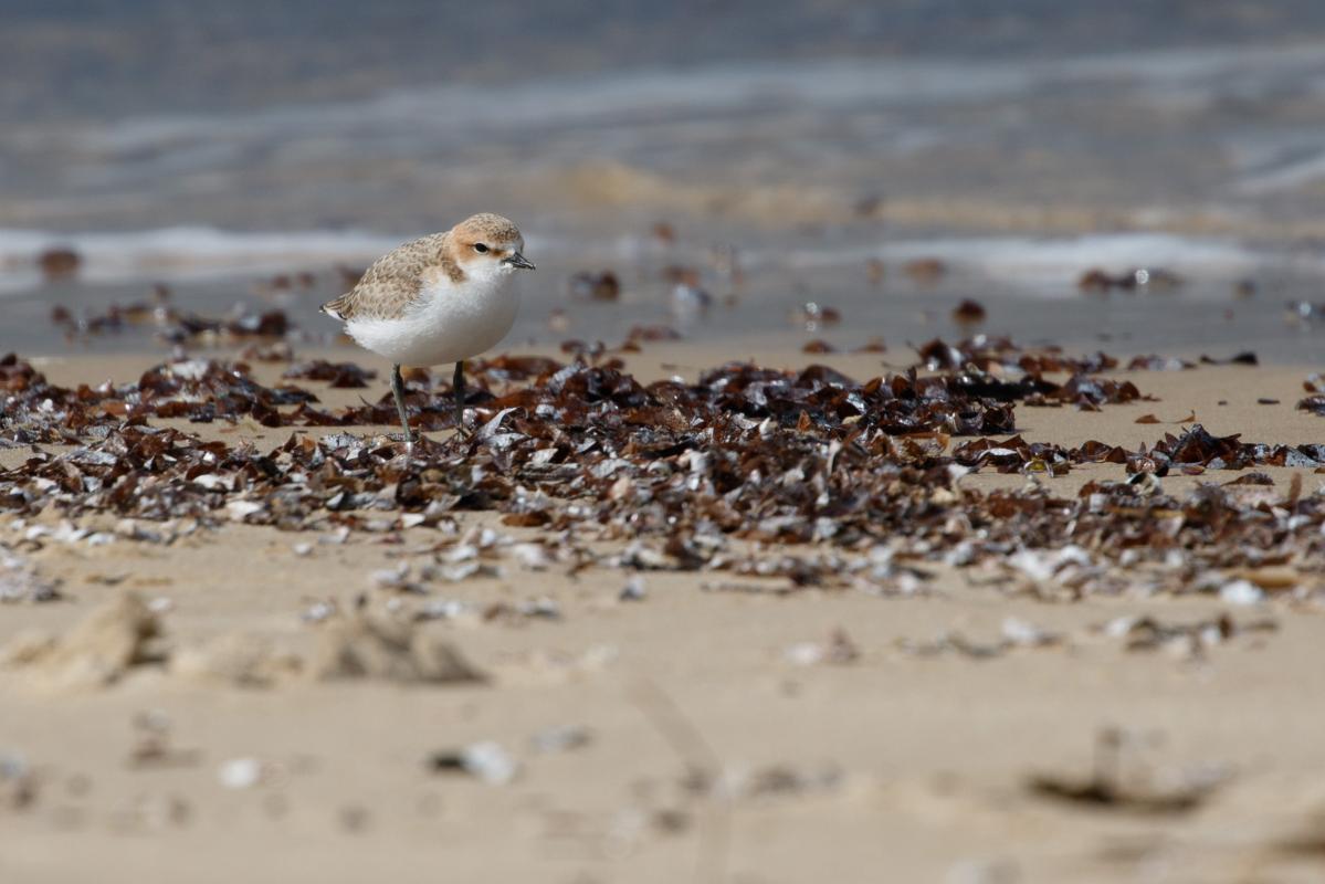 Red-capped Plover (Charadrius ruficapillus)