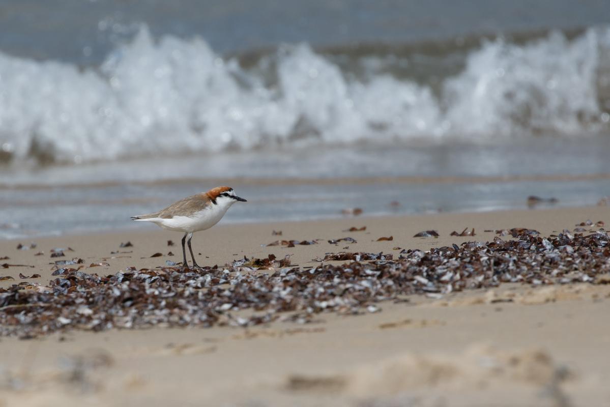 Red-capped Plover (Charadrius ruficapillus)