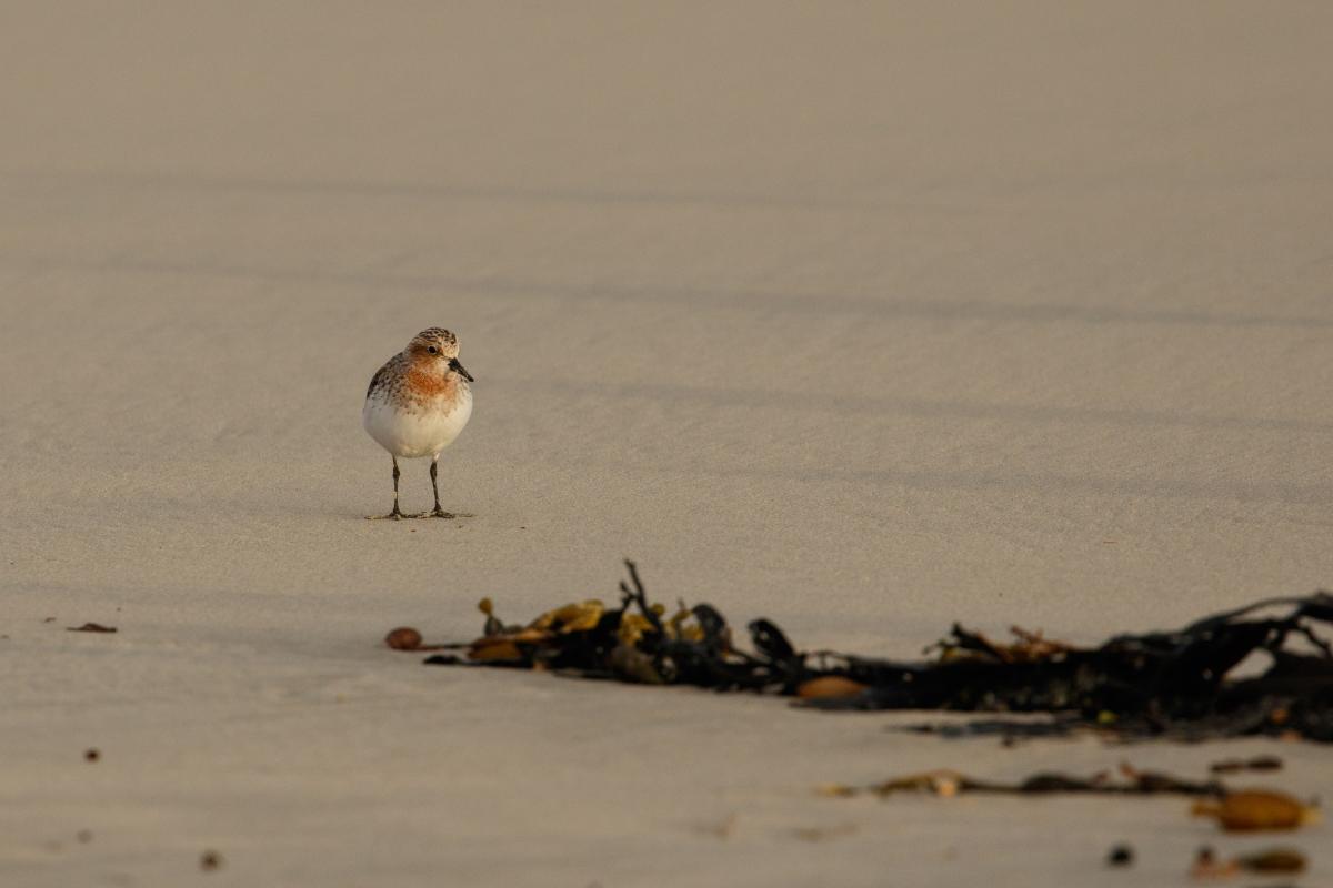 Red-necked Stint (Calidris ruficollis)