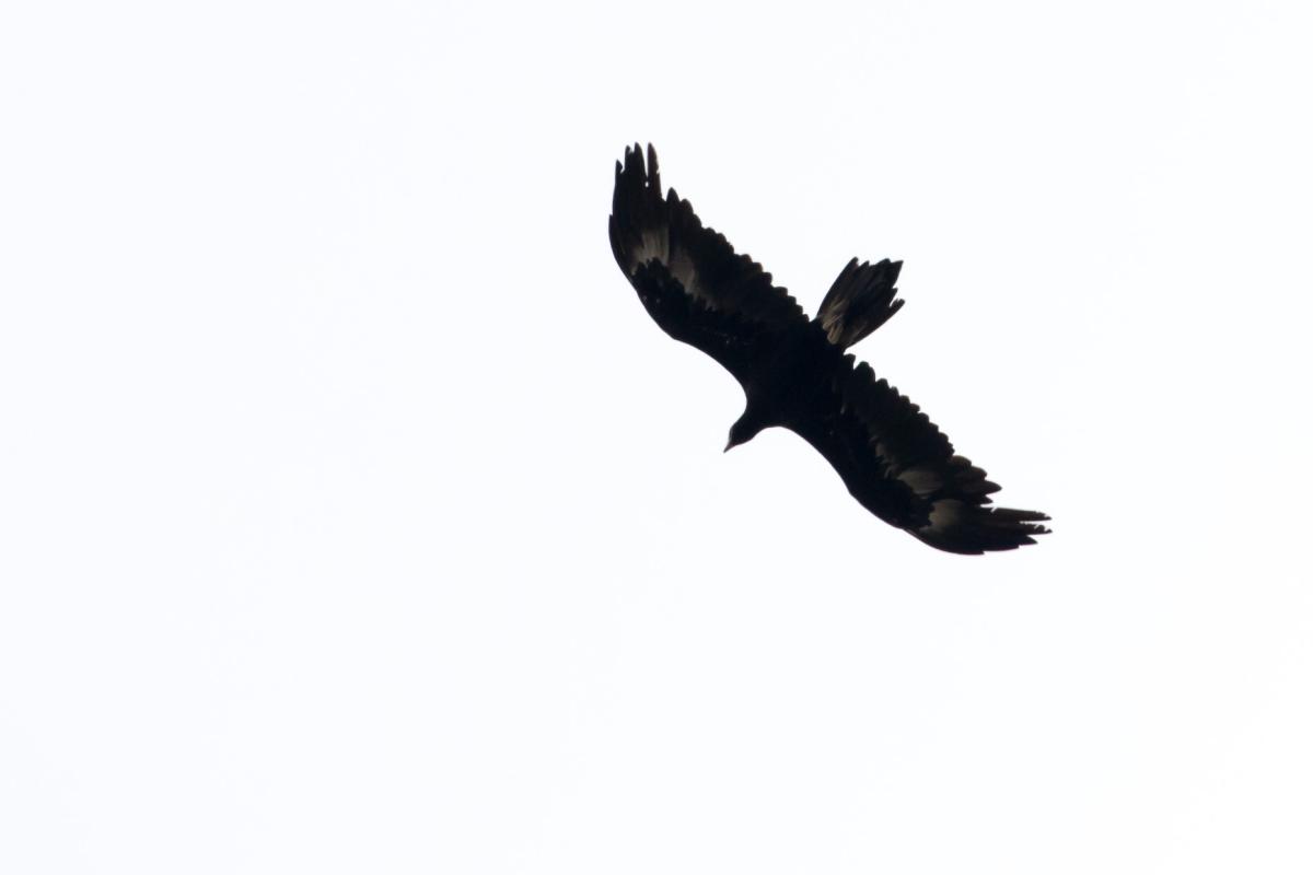 Wedge-tailed eagle (Aquila audax)