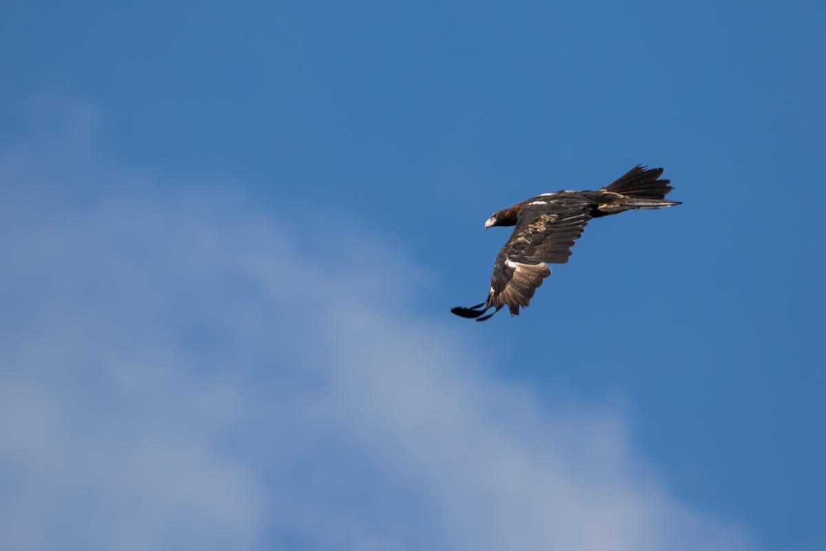 Wedge-tailed eagle (Aquila audax)