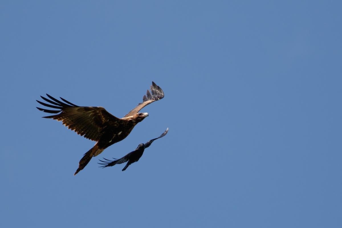 Wedge-tailed eagle (Aquila audax)