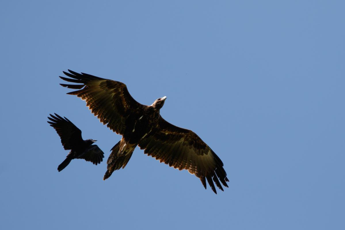 Wedge-tailed eagle (Aquila audax)