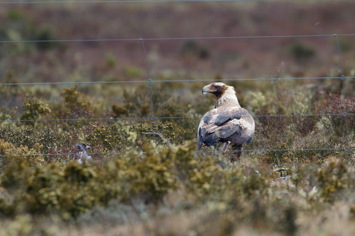 Wedge-tailed eagle (Aquila audax)
