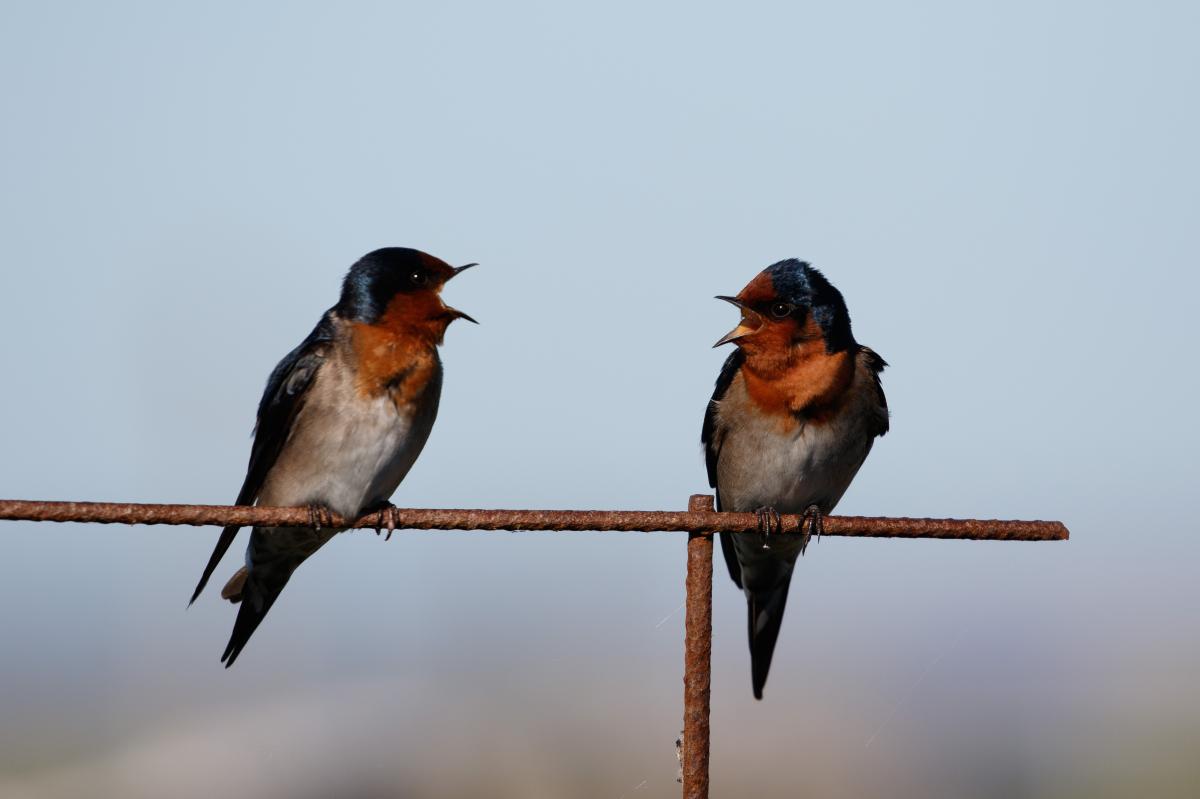 Welcome Swallow (Hirundo neoxena)