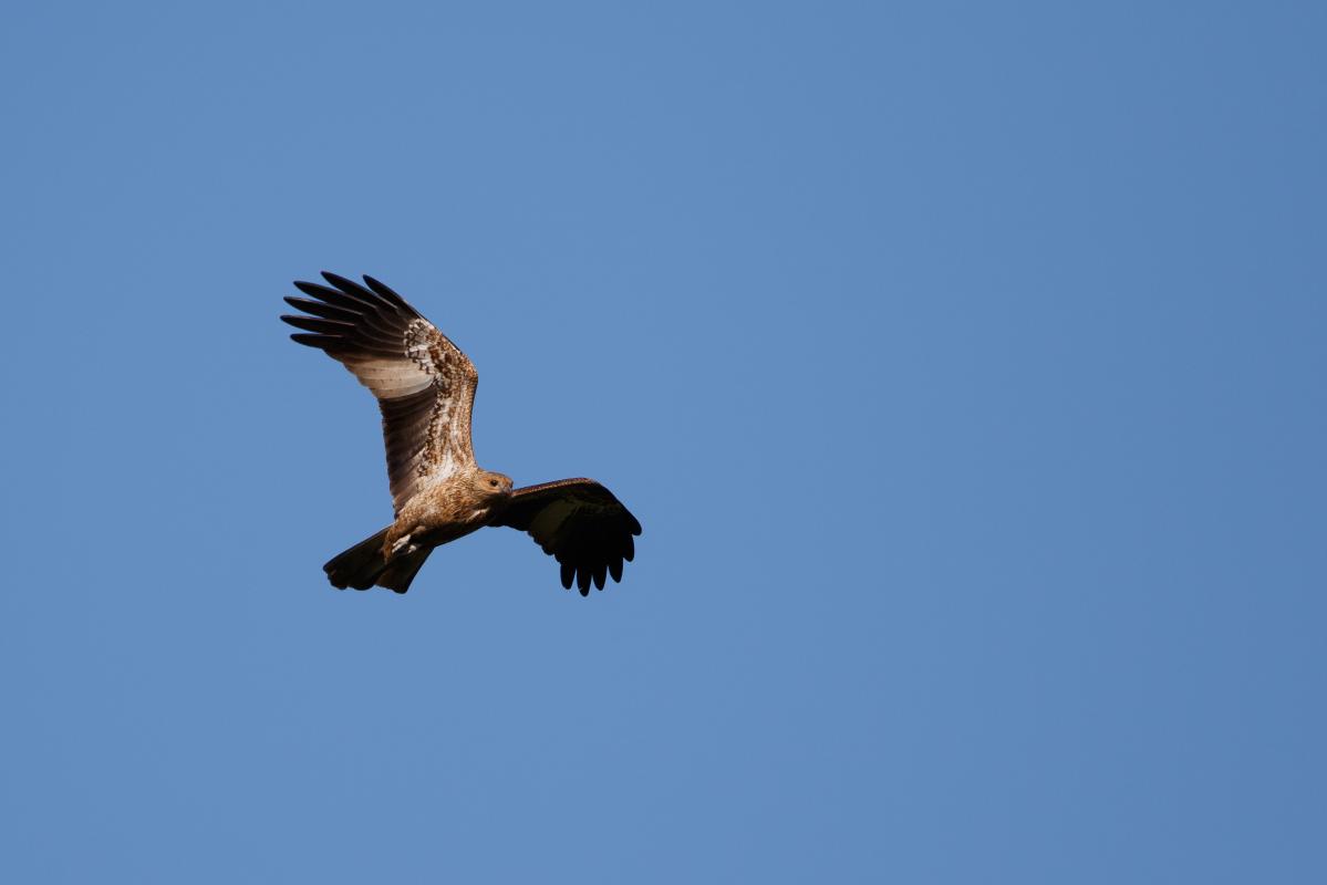 Whistling Kite (Haliastur sphenurus)
