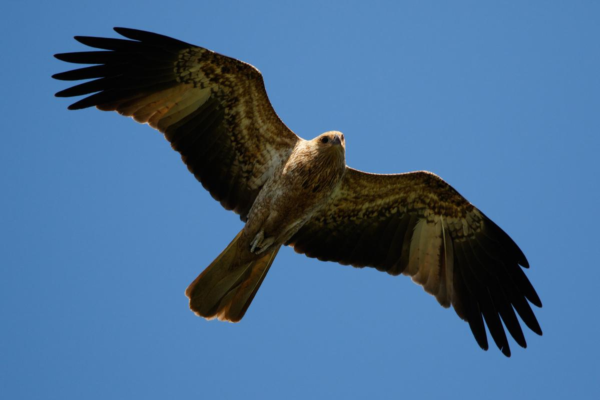 Whistling Kite (Haliastur sphenurus)