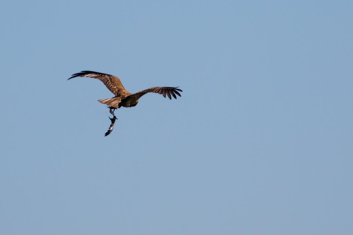Whistling Kite (Haliastur sphenurus)