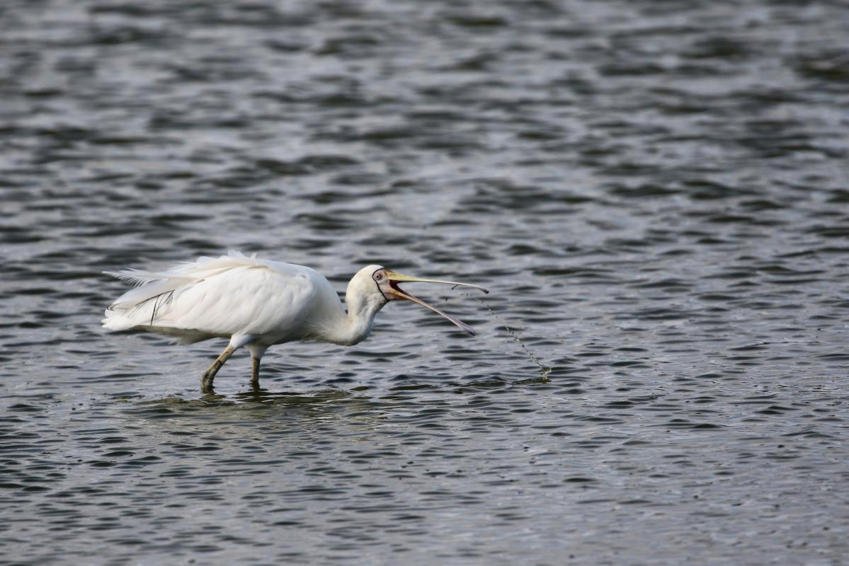 Yellow-billed Spoonbill (Platalea flavipes)