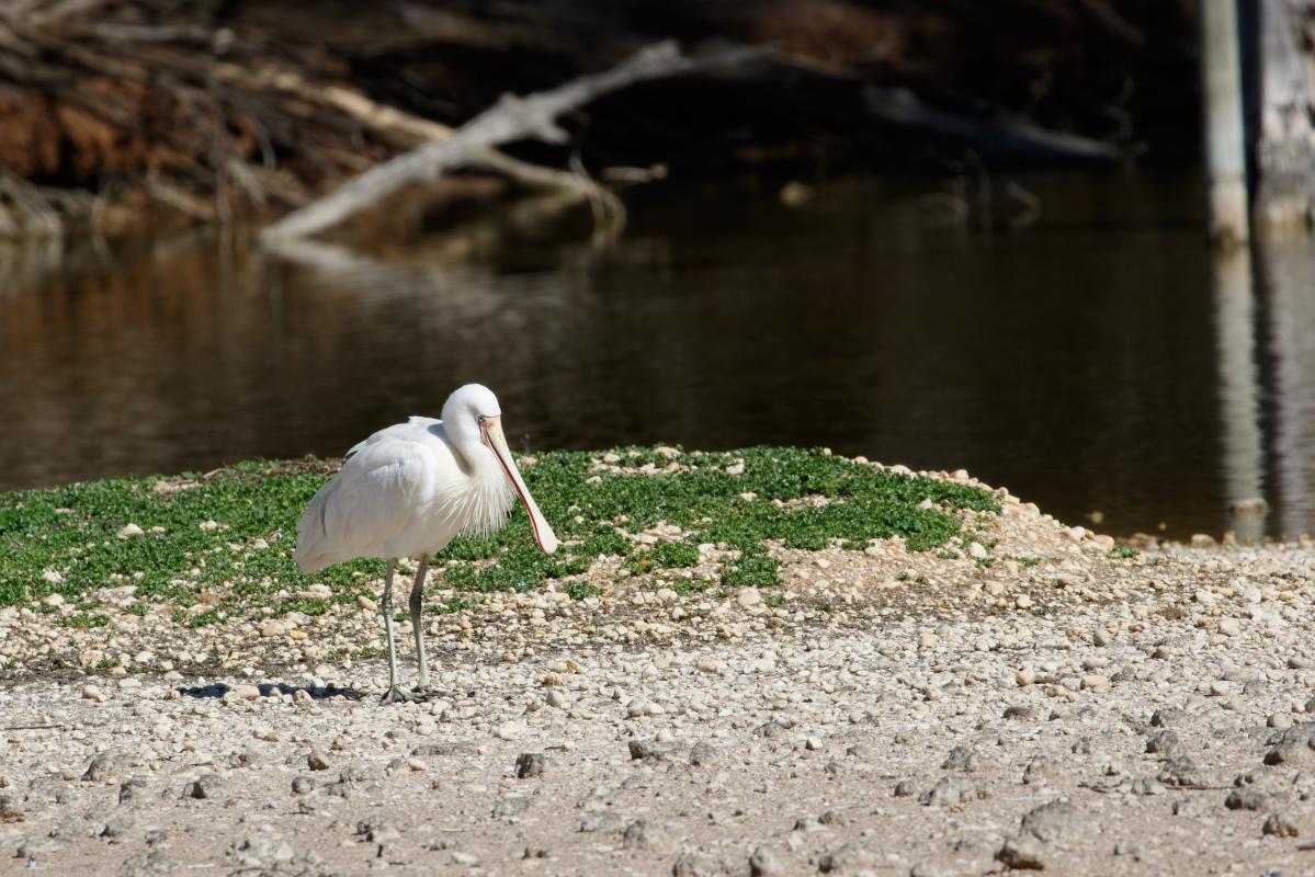 Yellow-billed Spoonbill (Platalea flavipes)