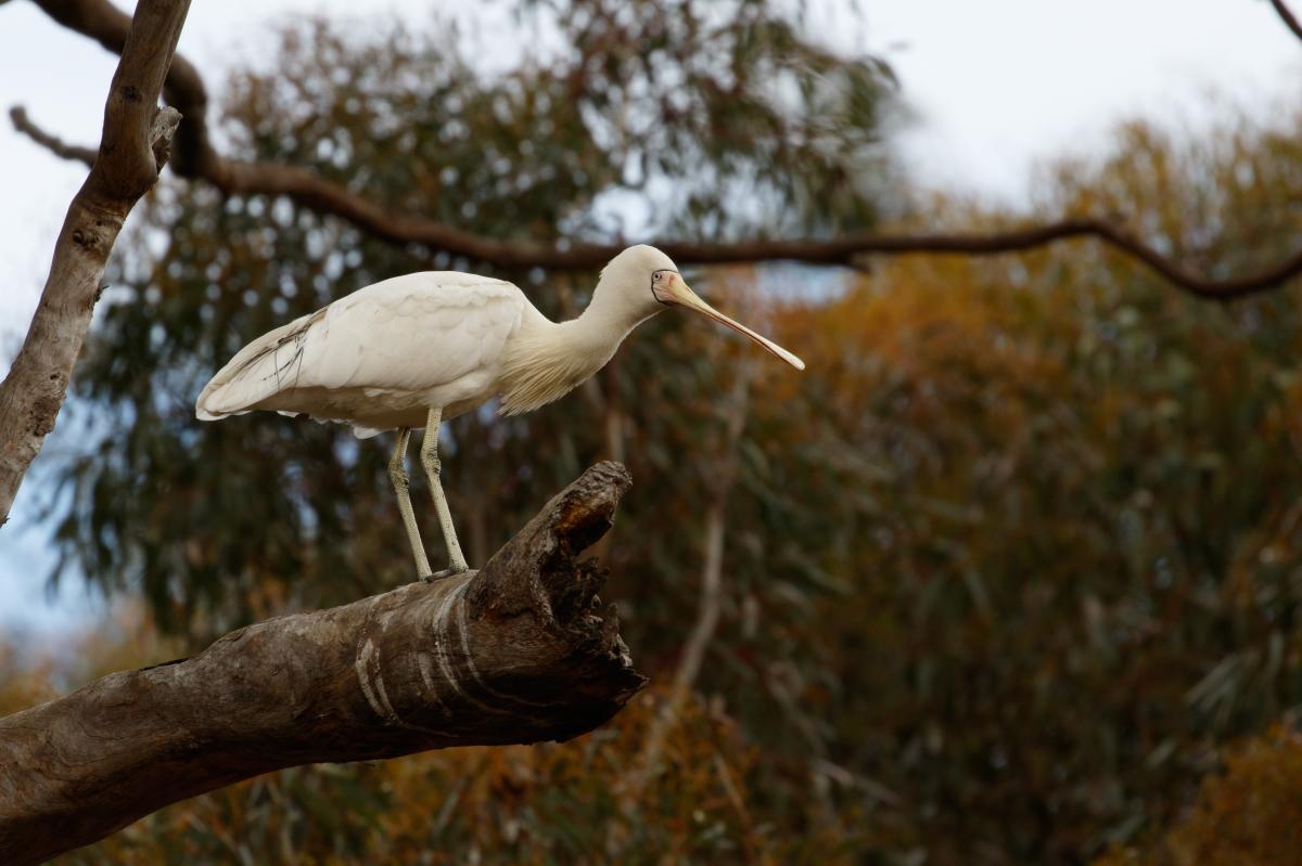 Yellow-billed Spoonbill (Platalea flavipes)
