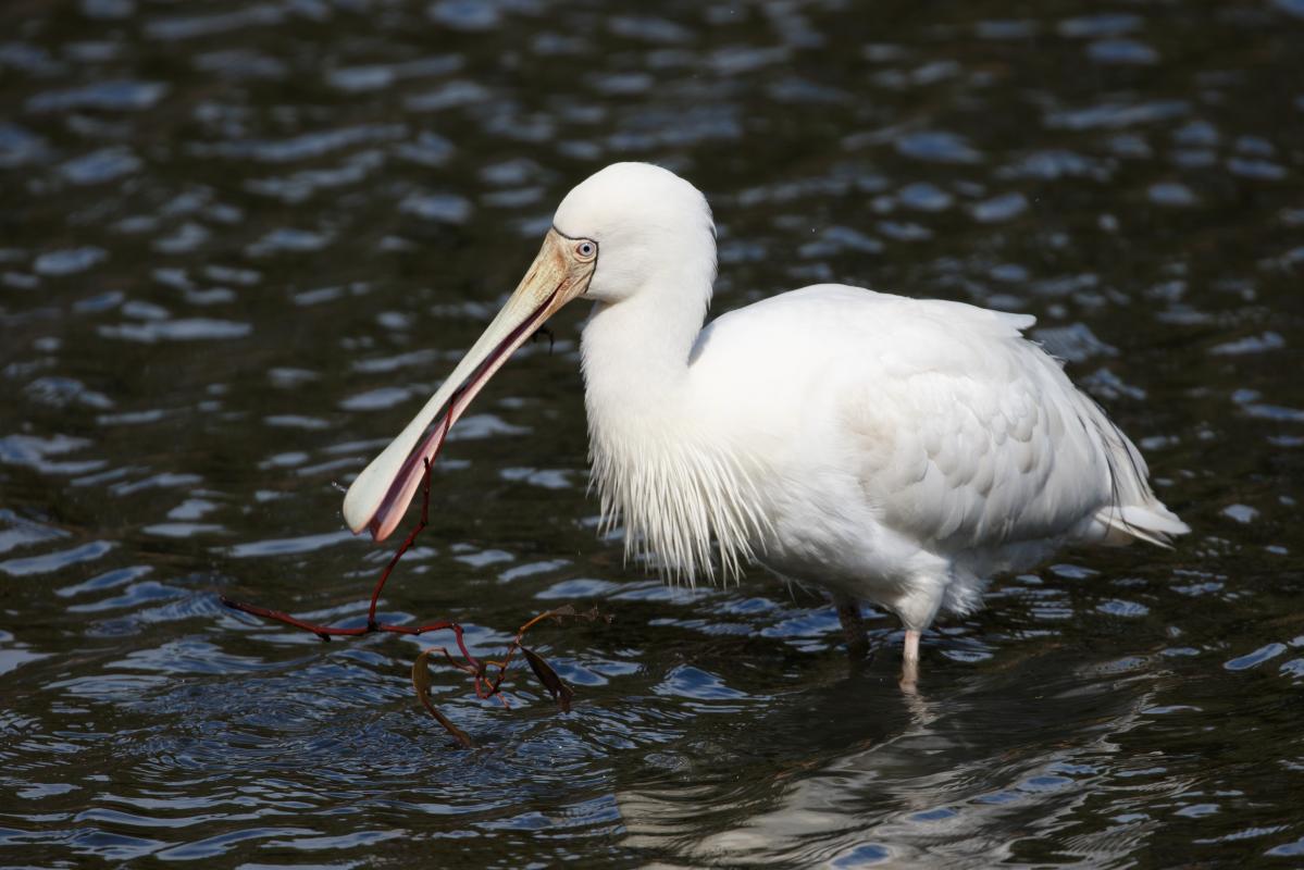 Yellow-billed Spoonbill (Platalea flavipes)