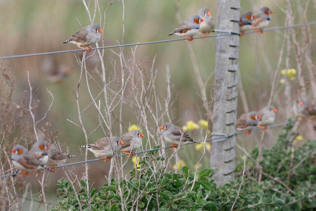 Zebra Finch (Taeniopygia guttata), Paradise Road, Point Wilson, Victoria, Australia, 2016-09-03 Zebra Finch (Taeniopygia guttata)