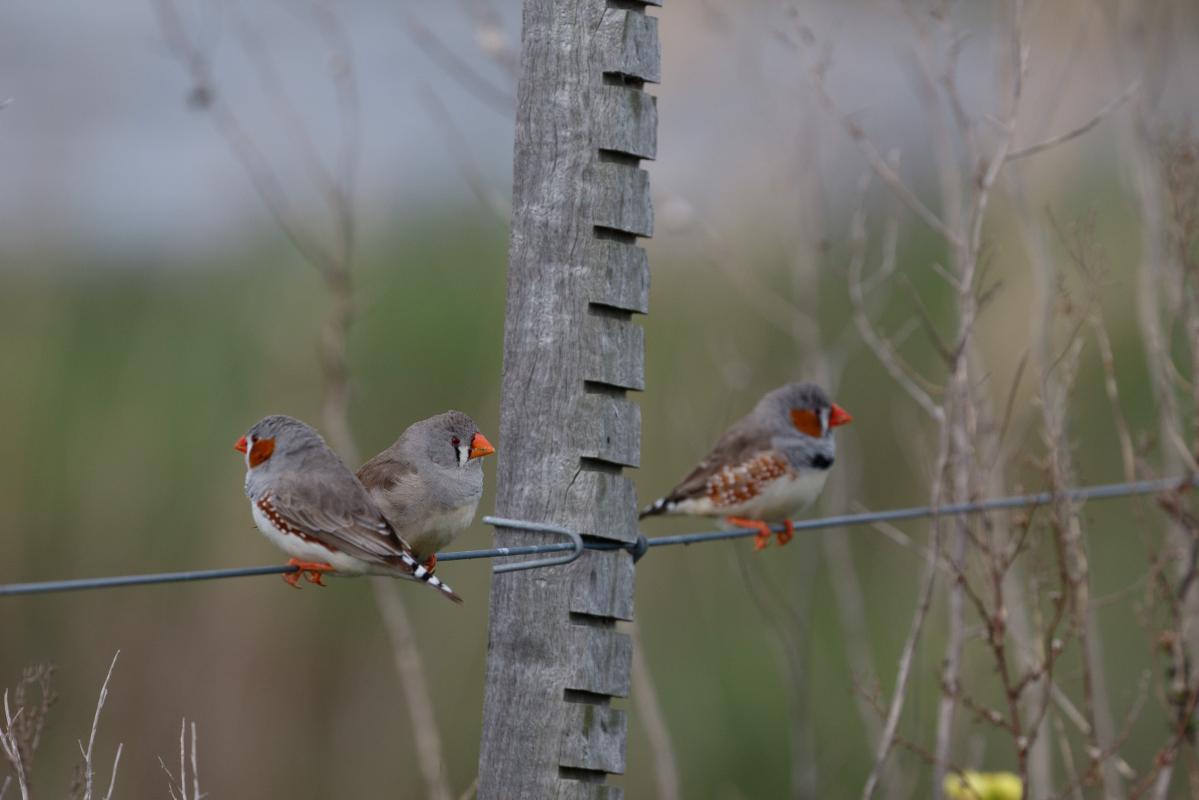 Zebra Finch (Taeniopygia guttata), Paradise Road, Point Wilson, Victoria, Australia, 2016-09-03 Zebra Finch (Taeniopygia guttata)
