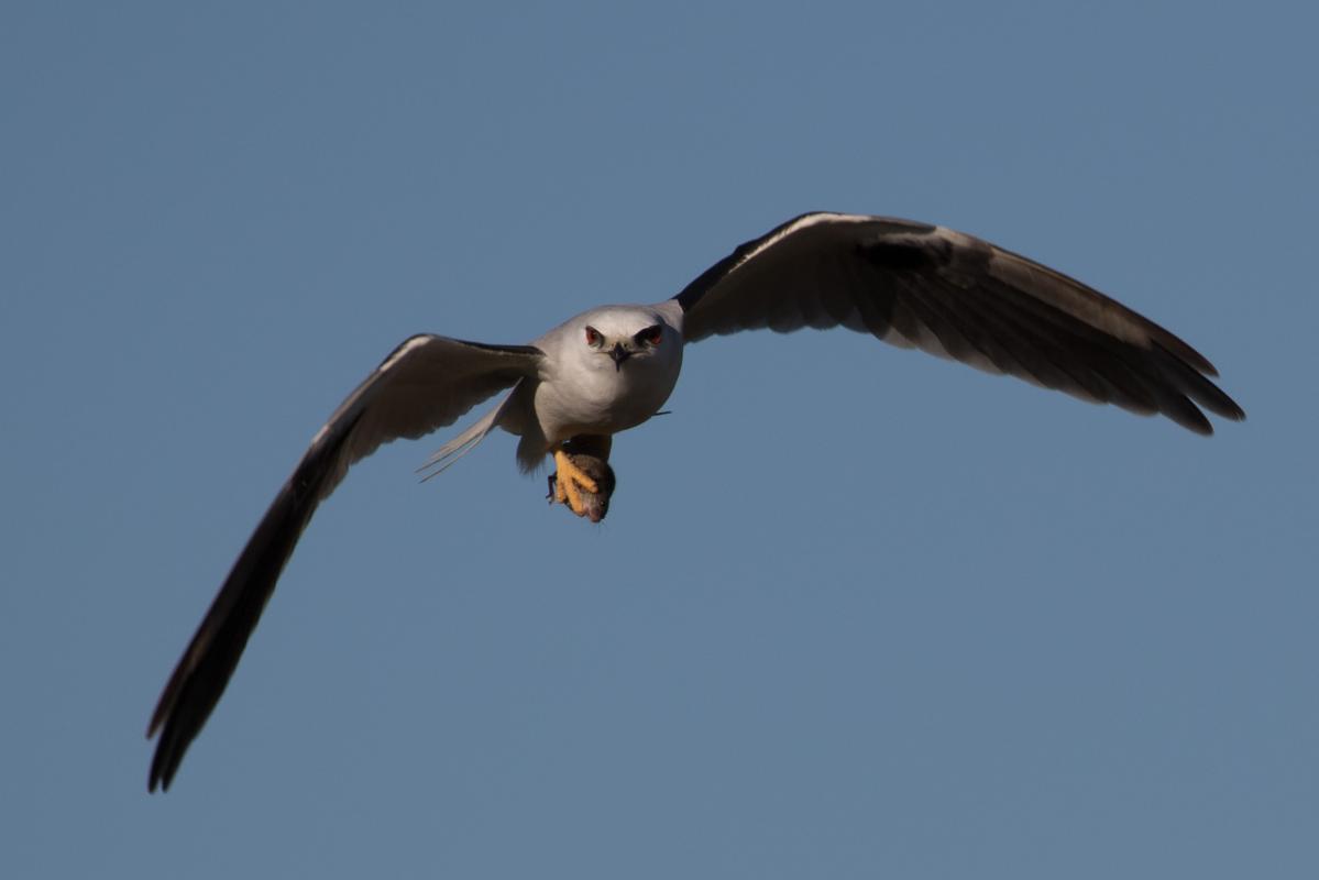 Black-shouldered Kite (Elanus axillaris)
