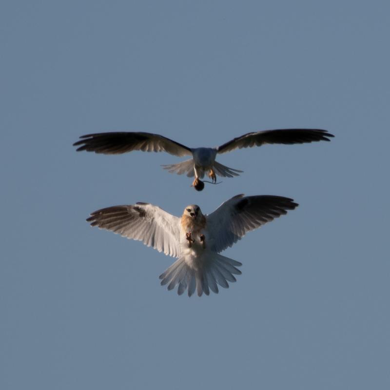 Black-shouldered Kite (Elanus axillaris)