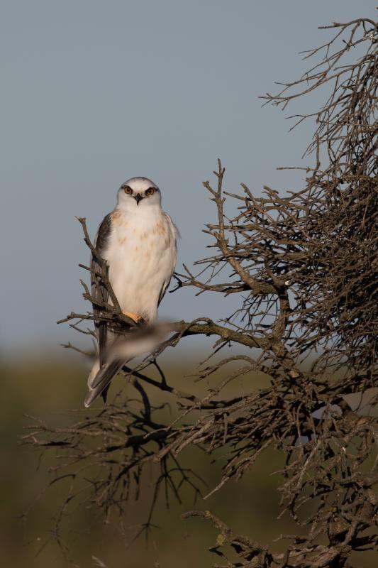 Black-shouldered Kite (Elanus axillaris)