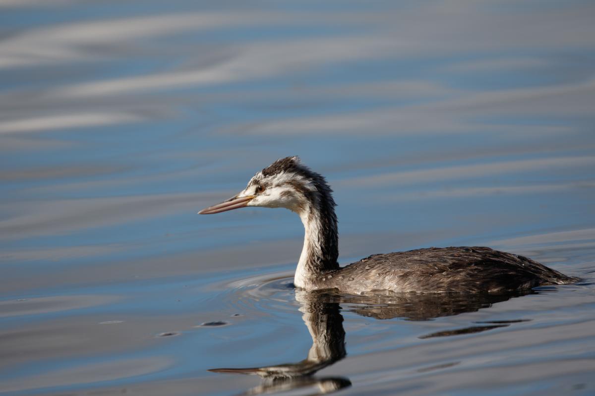 Great Crested Grebe (Podiceps cristatus), St. Aidans Drive, Lake Wendouree, Victoria, Australia, 2017-06-03 Great Crested Grebe (Podiceps cristatus)