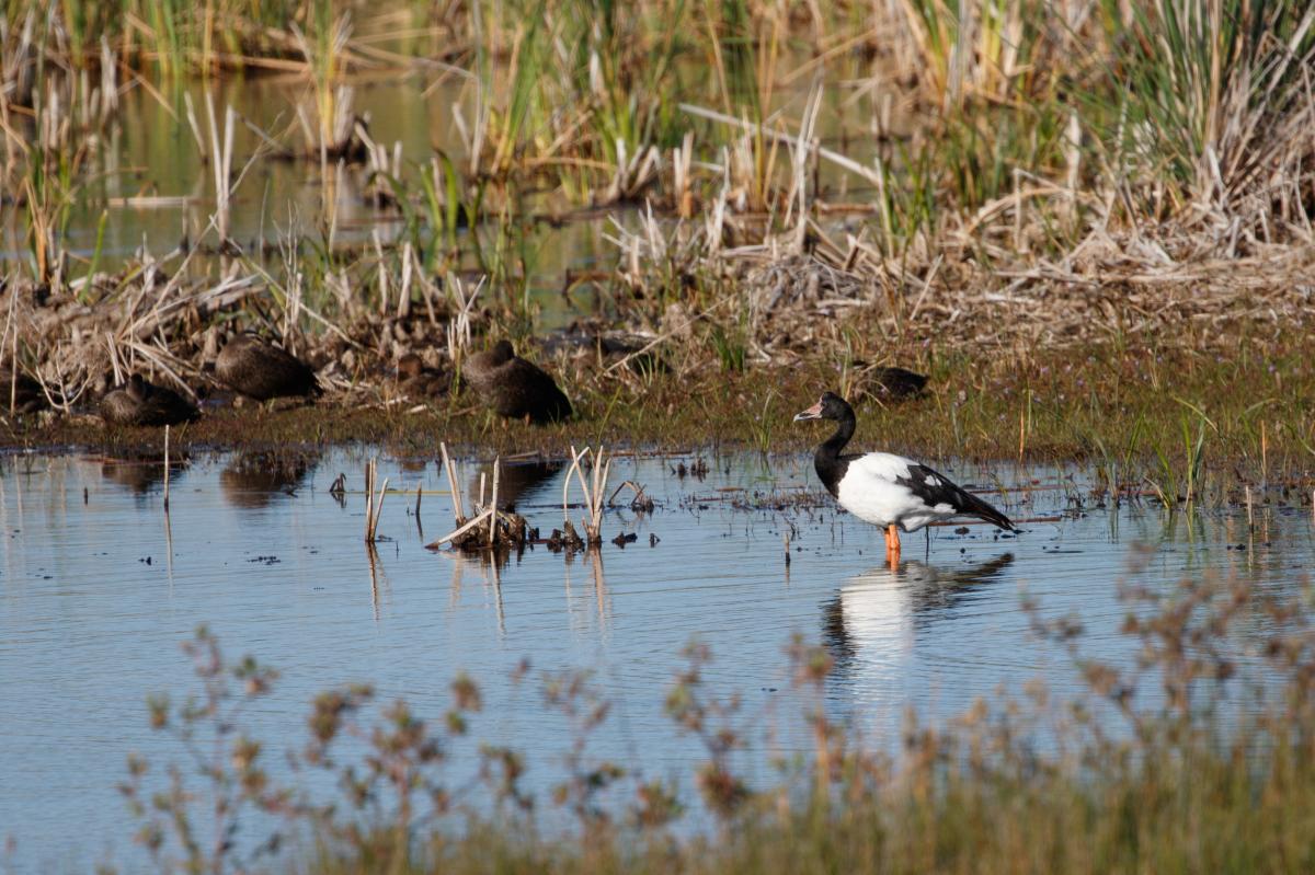 Magpie Goose (Anseranas semipalmata), Victoria, Australia, 2017-02-10 Magpie Goose (Anseranas semipalmata)