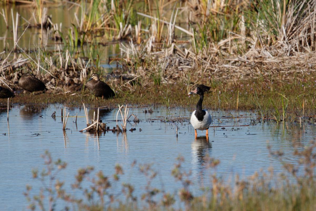 Magpie Goose (Anseranas semipalmata), Victoria, Australia, 2017-02-10 Magpie Goose (Anseranas semipalmata)