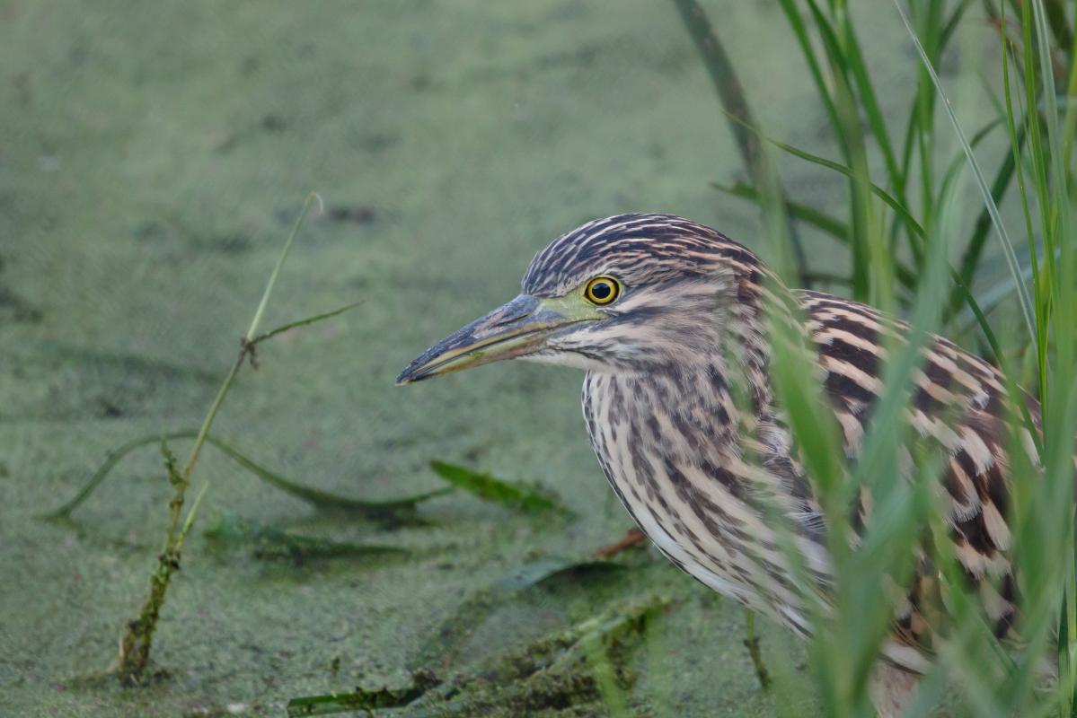 Nankeen Night Heron (Nycticorax caledonicus)