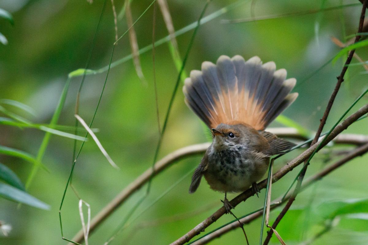 Rufous Fantail (Rhipidura rufifrons)