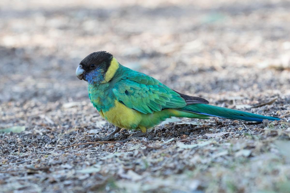 Australian ringneck (Barnardius zonarius)