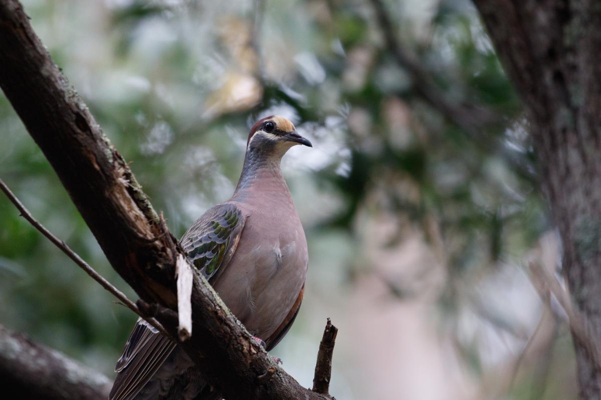 Common Bronzewing (Phaps chalcoptera)