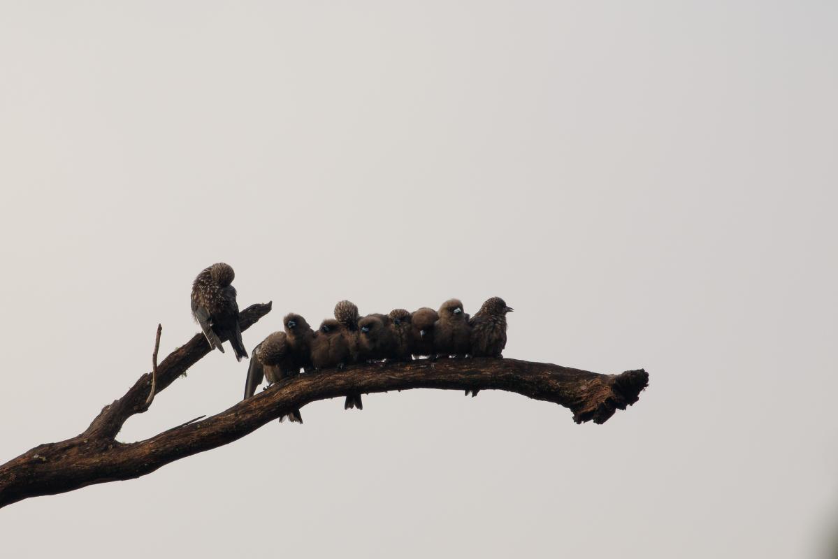 Dusky Woodswallow (Artamus cyanopterus)
