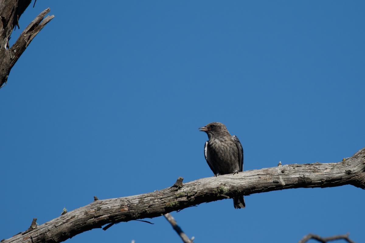 Dusky Woodswallow (Artamus cyanopterus)