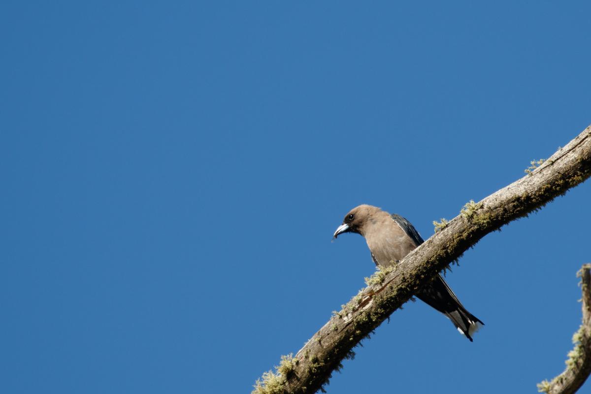 Dusky Woodswallow (Artamus cyanopterus)