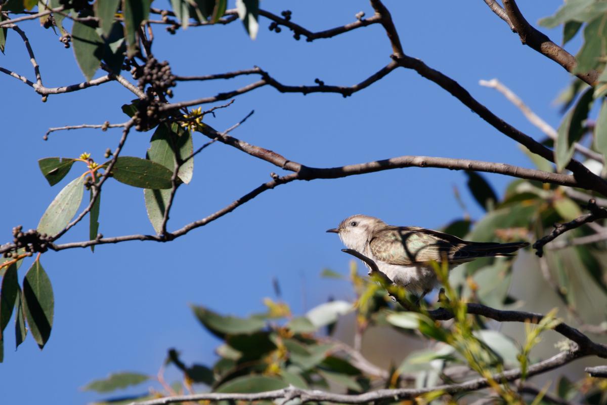Fan-tailed cuckoo (Cacomantis flabelliformis), Victoria Falls Campground & Toil, Cobungra, Victoria, Australia, 2018-02-27 Fan-tailed cuckoo (Cacomantis flabelliformis)