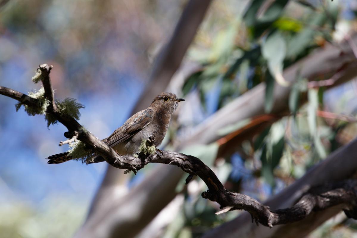 Fan-tailed cuckoo (Cacomantis flabelliformis), Big Muster Drive, Dinner Plain, Victoria, Australia, 2018-02-28 Fan-tailed cuckoo (Cacomantis flabelliformis)