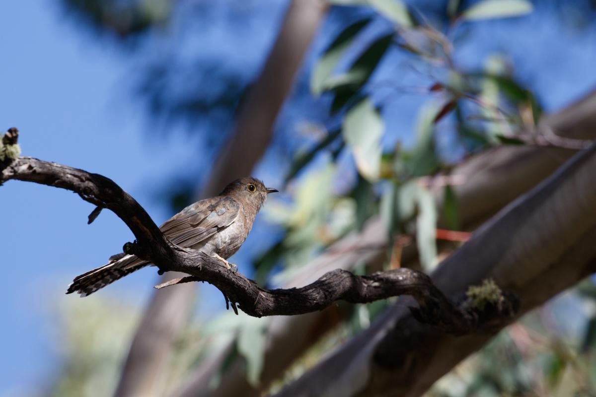 Fan-tailed cuckoo (Cacomantis flabelliformis), Big Muster Drive, Dinner Plain, Victoria, Australia, 2018-02-28 Fan-tailed cuckoo (Cacomantis flabelliformis)