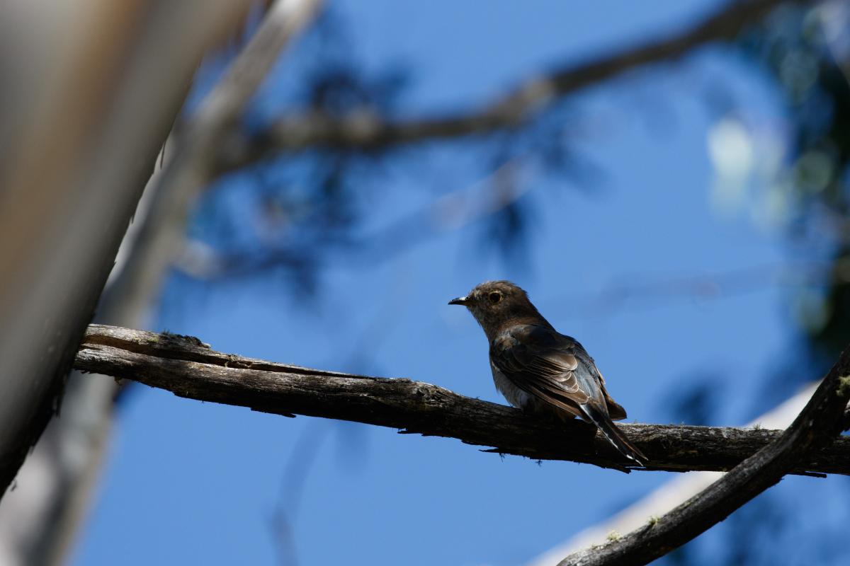 Fan-tailed cuckoo (Cacomantis flabelliformis), Big Muster Drive, Dinner Plain, Victoria, Australia, 2018-02-28 Fan-tailed cuckoo (Cacomantis flabelliformis)