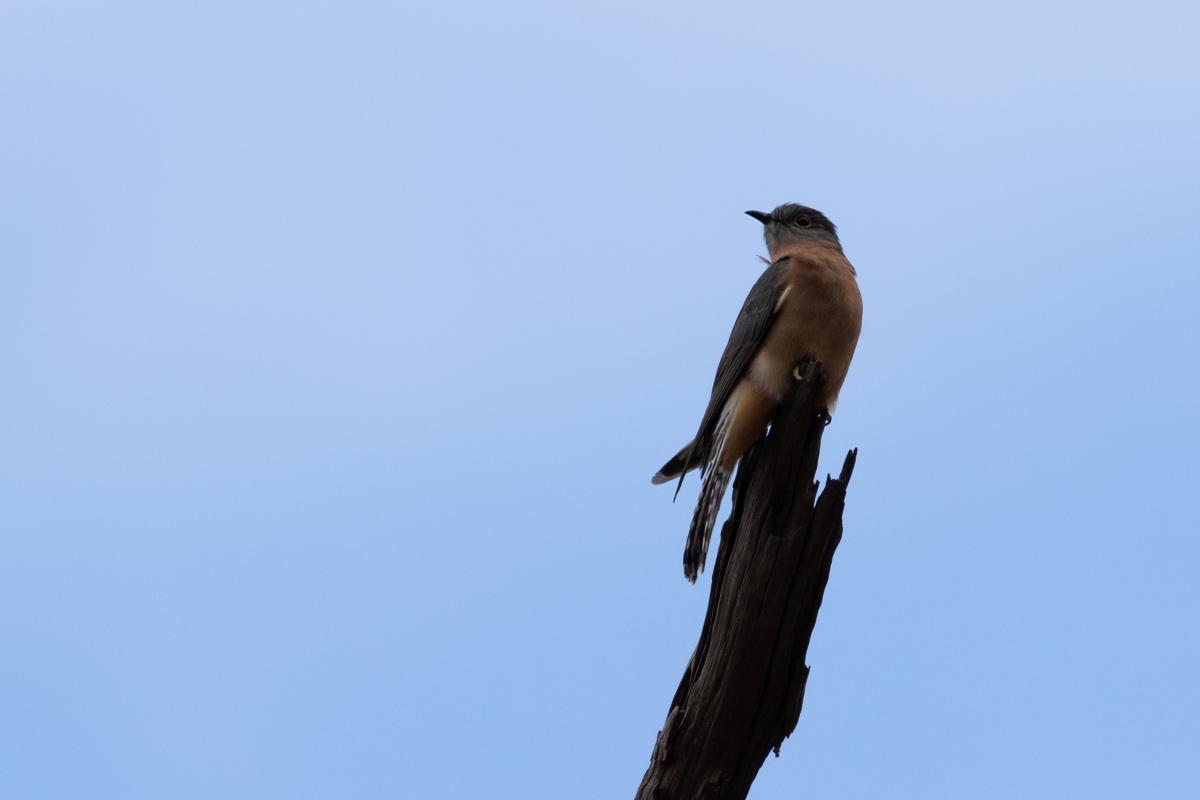 Fan-tailed cuckoo (Cacomantis flabelliformis), North West Hospital, Greenvale, Victoria, Australia, 2018-04-29 Fan-tailed cuckoo (Cacomantis flabelliformis)