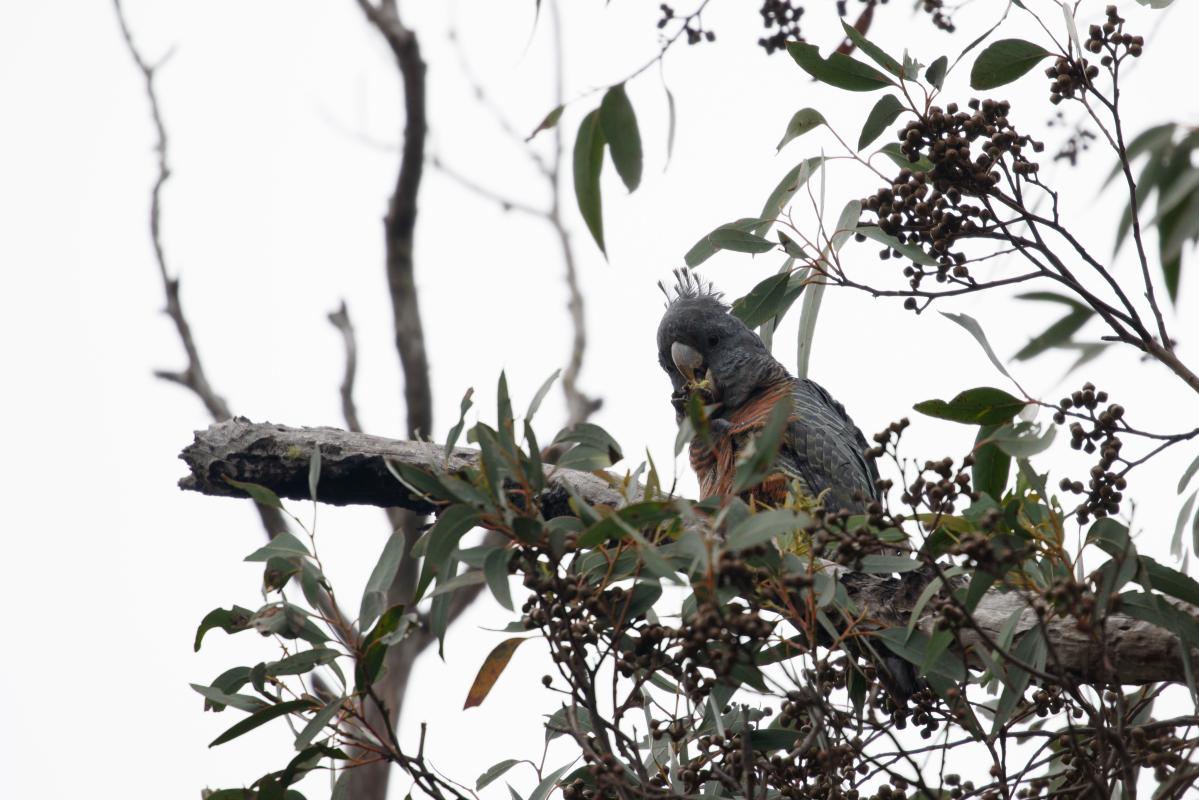 Gang-gang cockatoo (Callocephalon fimbriatum), Mckillops Road, Wulgulmerang, Victoria, Australia, 2018-02-25 Gang-gang cockatoo (Callocephalon fimbriatum)
