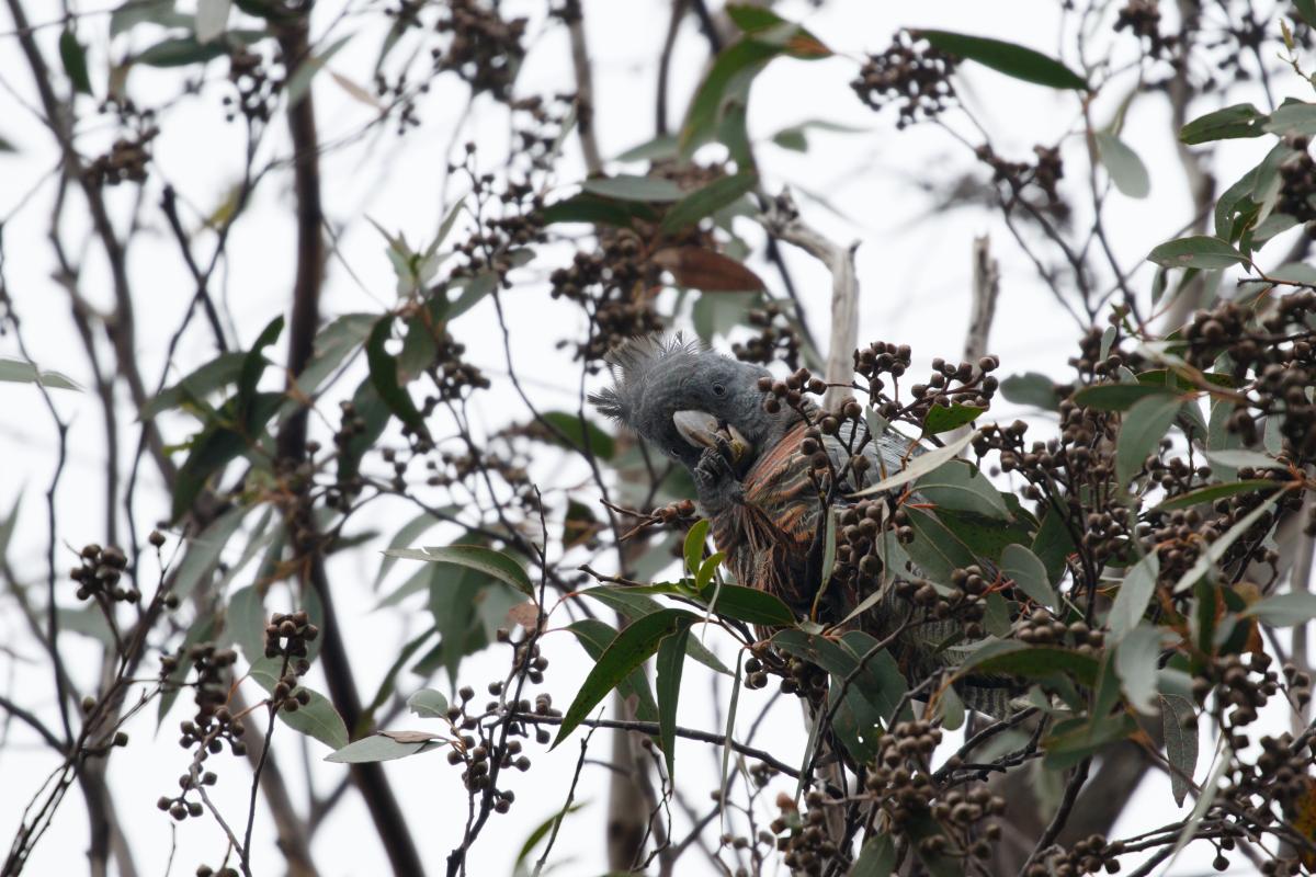 Gang-gang cockatoo (Callocephalon fimbriatum), Mckillops Road, Wulgulmerang, Victoria, Australia, 2018-02-25 Gang-gang cockatoo (Callocephalon fimbriatum)