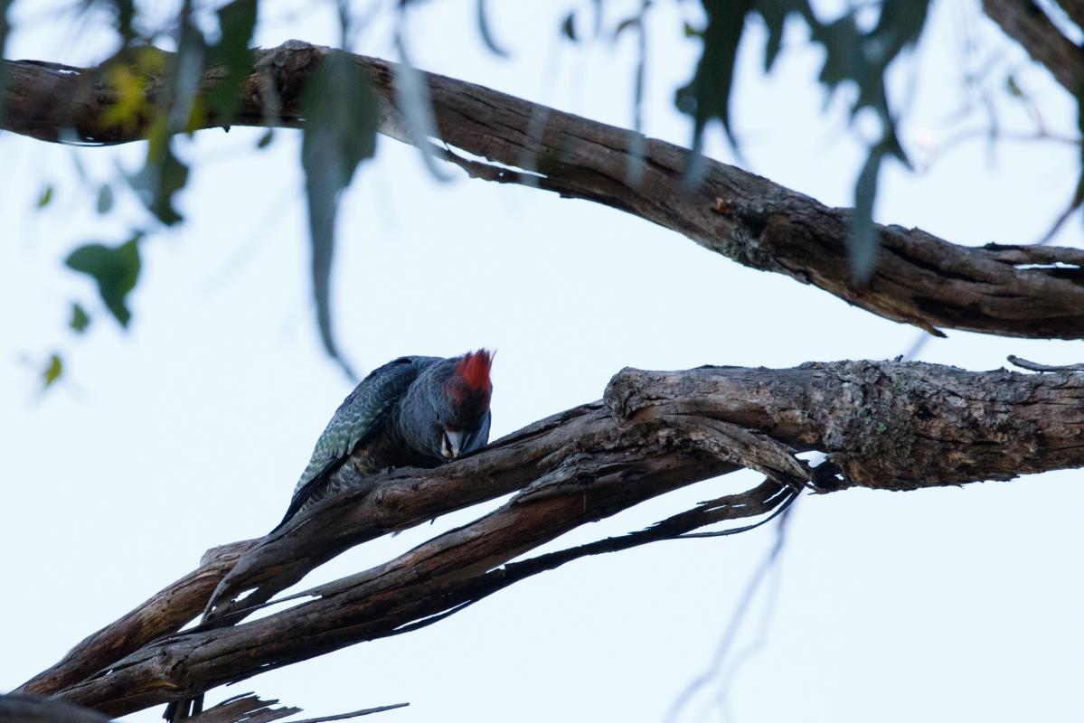 Gang-gang cockatoo (Callocephalon fimbriatum), Elgin Road, Beechworth, Victoria, Australia, 2018-03-01 Gang-gang cockatoo (Callocephalon fimbriatum)