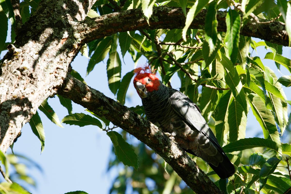 Gang-gang cockatoo (Callocephalon fimbriatum), Elgin Road, Beechworth, Victoria, Australia, 2018-03-01 Gang-gang cockatoo (Callocephalon fimbriatum)