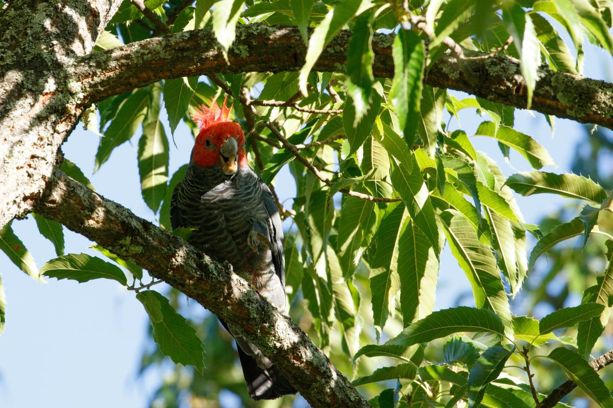 Gang-gang cockatoo (Callocephalon fimbriatum), Elgin Road, Beechworth, Victoria, Australia, 2018-03-01 Gang-gang cockatoo (Callocephalon fimbriatum)