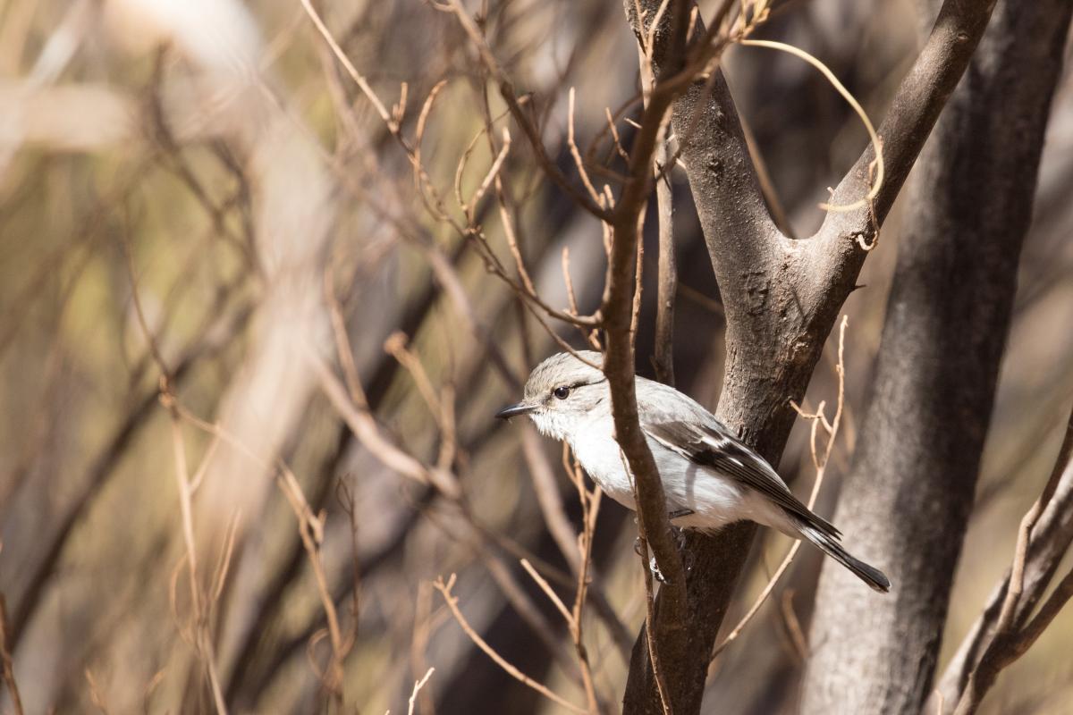 Hooded robin (Melanodryas cucullata)