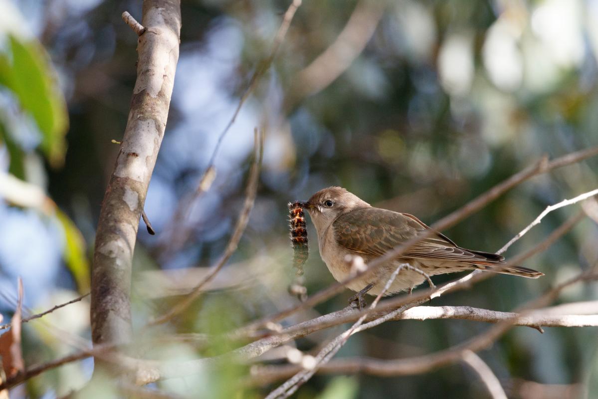Jacky winter (Microeca fascinans)